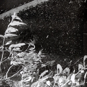 'Holden' by Joyce Evans, is part of her series 'The Edge of the road'.